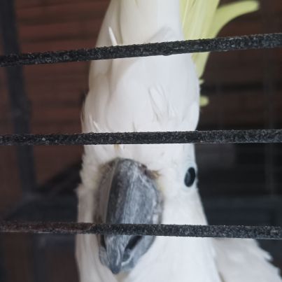 Vend cacatoès galerita #0