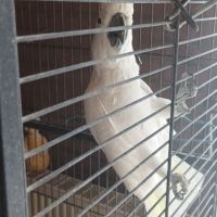 Vend cacatoès galerita #1