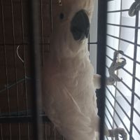 Vend cacatoès galerita #2