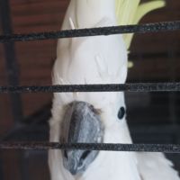 Vend cacatoès galerita