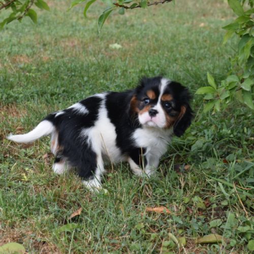 Chiots cavalier king charles lof #2