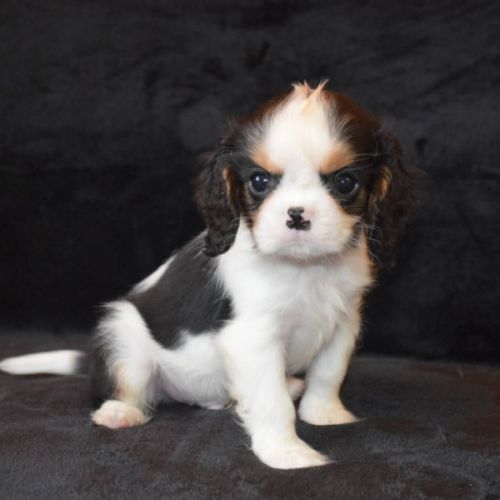 Chiots cavalier king charles lof #4