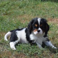 Chiots cavalier king charles lof #1