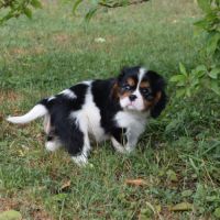 Chiots cavalier king charles lof #2