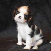 Chiots cavalier king charles lof