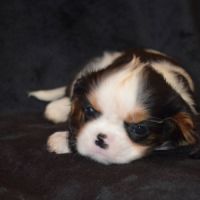 Chiots cavalier king charles lof #5