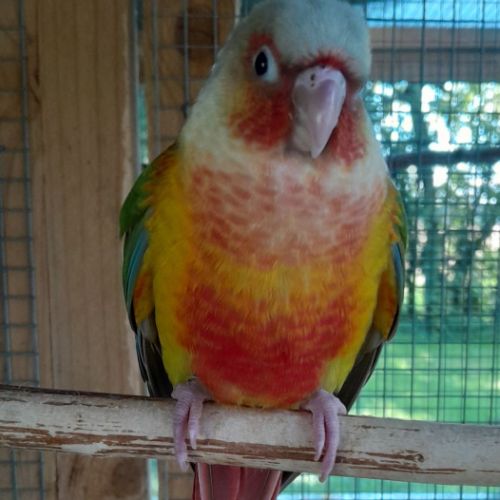 Conures molinae epp #0