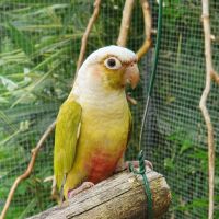 Conures molinae epp #1