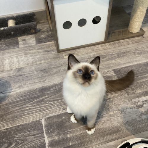 Magnifique sacré de birmanie mâle (4 mois) #3