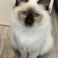 Magnifique sacré de birmanie mâle (4 mois)