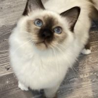 Magnifique sacré de birmanie mâle (4 mois) #2