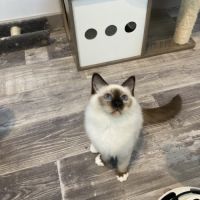 Magnifique sacré de birmanie mâle (4 mois) #3