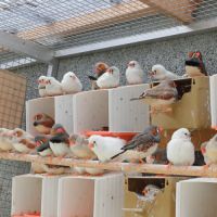 Jeunes mandarin de cet été