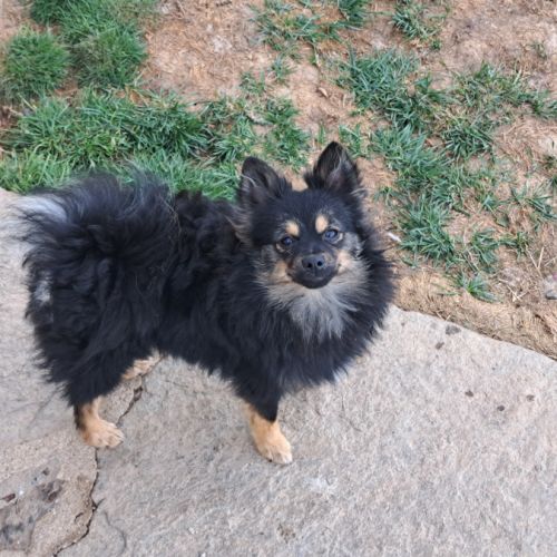 Spitz intermédiaire type petit et nain #1