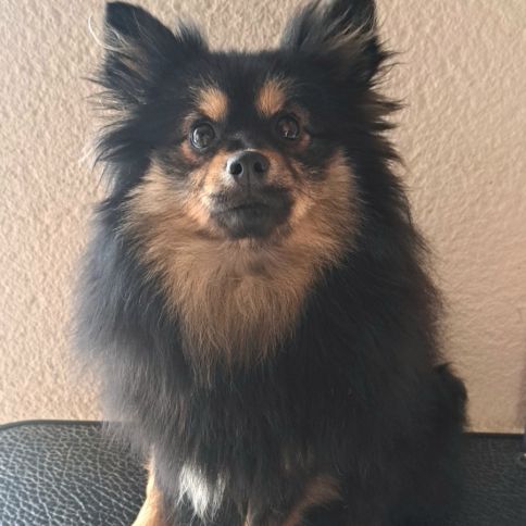 Spitz intermédiaire type petit et nain #1