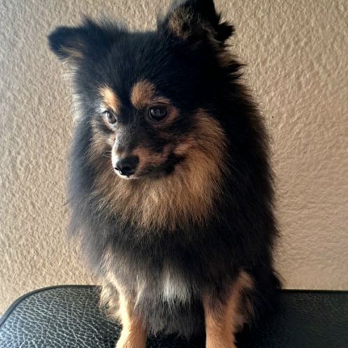 Spitz intermédiaire type petit et nain #2