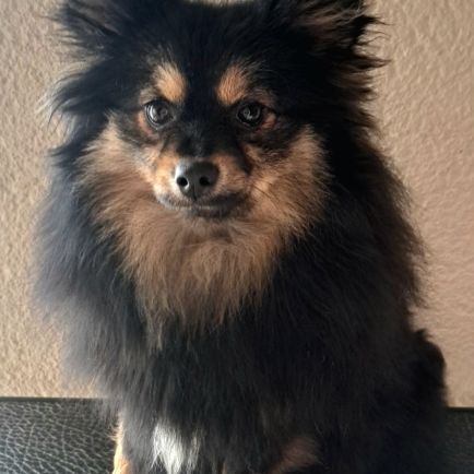 Spitz intermédiaire type petit et nain