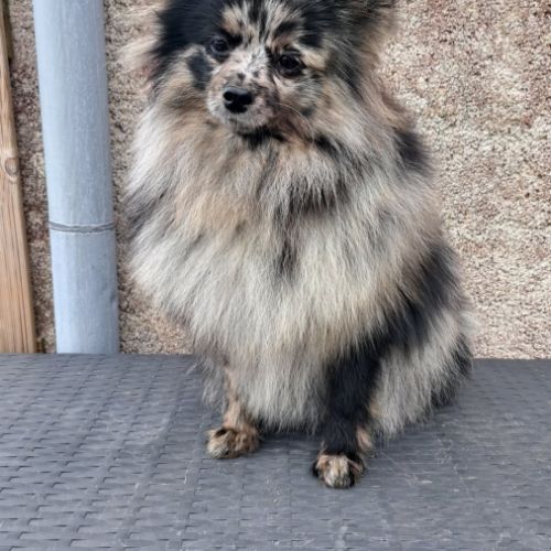 Spitz intermédiaire type petit et nain