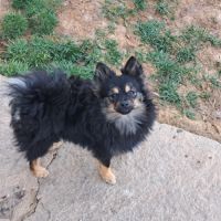 Spitz intermédiaire type petit et nain #1