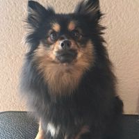 Spitz intermédiaire type petit et nain #1