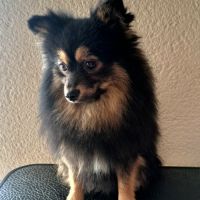 Spitz intermédiaire type petit et nain #2