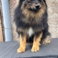 Spitz intermédiaire type petit et nain #2