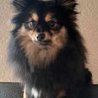 Spitz intermédiaire type petit et nain