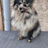 Spitz intermédiaire type petit et nain