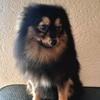 Spitz intermédiaire type petit et nain #4