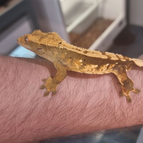 Gecko a crête ciliatus #1