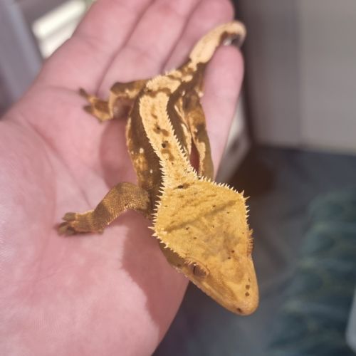 Gecko a crête ciliatus #2