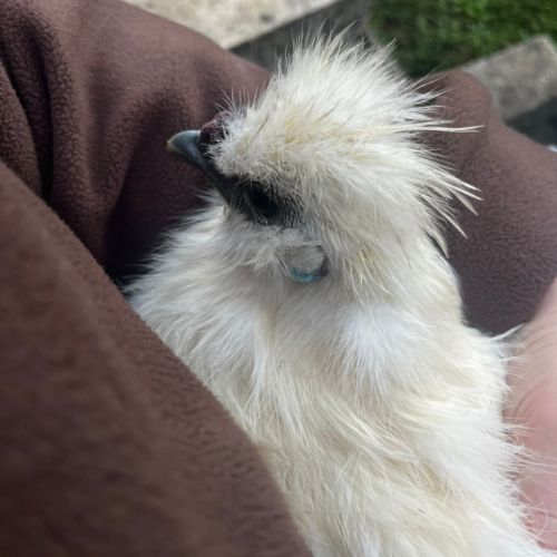 Coq blanc de soie #0