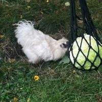 Coq blanc de soie #2