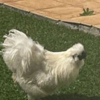 Coq blanc de soie #3