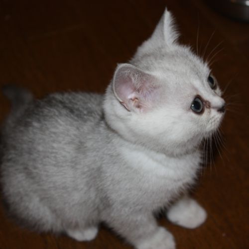 Chatons à vendre british shorthair, loof.