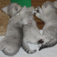 Chatons à vendre british shorthair, loof. #1