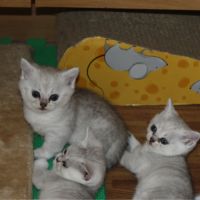 Chatons à vendre british shorthair, loof. #2