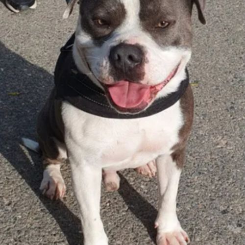 Chiots staffie bleu #1