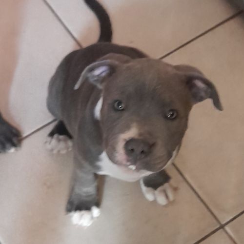 Chiots staffie bleu #2