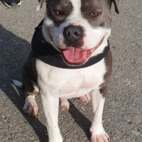 Chiots staffie bleu #1