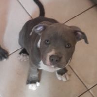 Chiots staffie bleu #2
