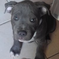 Chiots staffie bleu