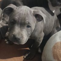 Chiots staffie bleu #4