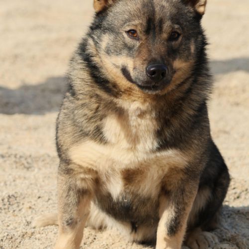 Magnifiques chiots spitz des visigoths #1