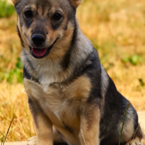 Magnifiques chiots spitz des visigoths #2