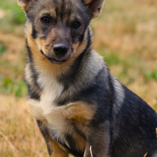 Magnifiques chiots spitz des visigoths #0