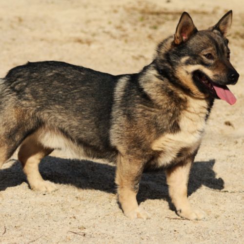 Magnifiques chiots spitz des visigoths #4