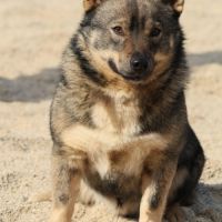 Magnifiques chiots spitz des visigoths #1