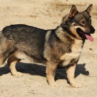 Magnifiques chiots spitz des visigoths #4