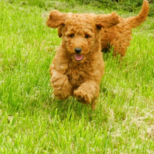 Elevage caniche nain, moyen et grand (royal) fauve #2